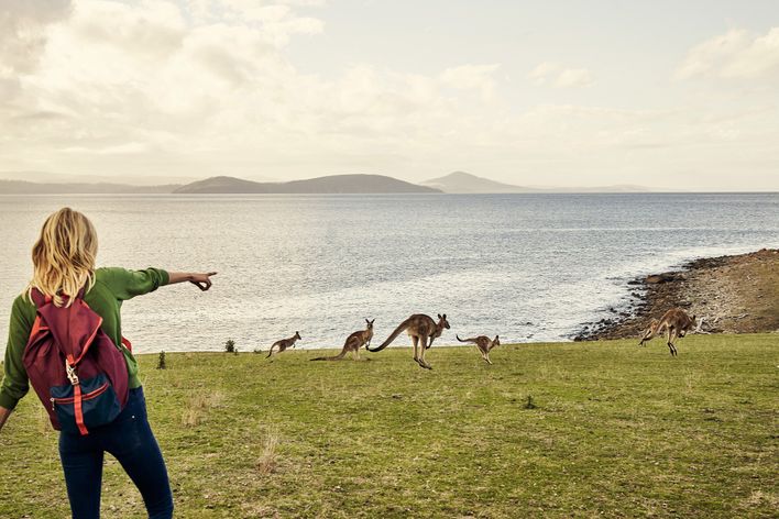 Frau auf Kangaroo Island mit Blick auf Kängurus, Australien
