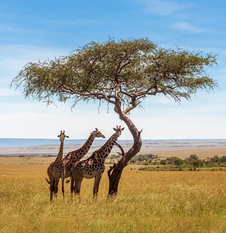 Giraffen in Südafrika