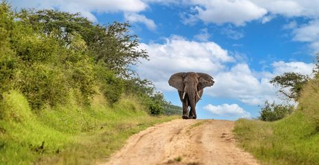 Elefant auf einer Straße in einem Nationalpark