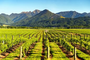 Reebstöcke in der Weinregion Marlborough in Blenheim, Neuseeland