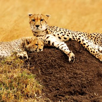 Leoparden