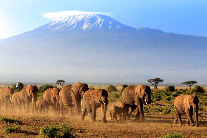 Amboseli-Nationalpark in Kenia