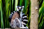 Lemur sitzt auf einem Baum in Madagaskar