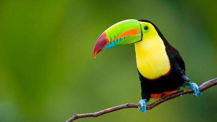 Tucan in Costa Rica