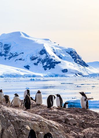 Pinguine auf Felsen