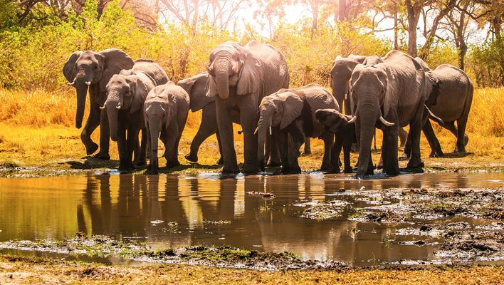 Große Elefantenherde im Chobe-Nationalpark, Botswana