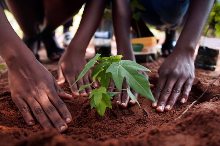Bäume pflanzen in Afrika