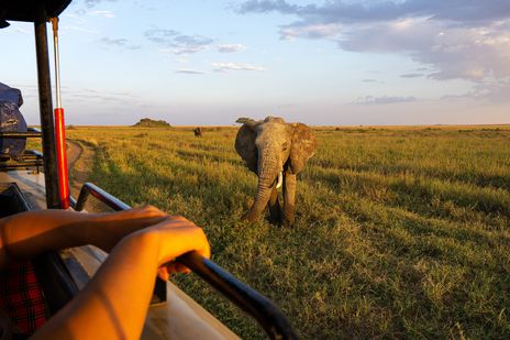 Elefant wird bei einer Safari bei Sonnenuntergang beobachtet