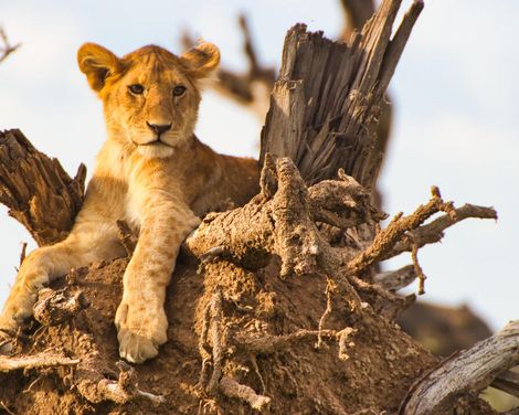 Von der Serengeti nach Sansibar-0