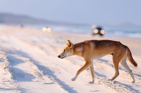 Dingo in Australien