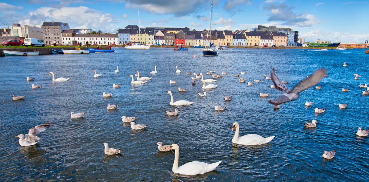 Schwäne und Möwen in Galway