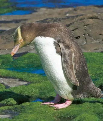 Pinguin in Neuseeland