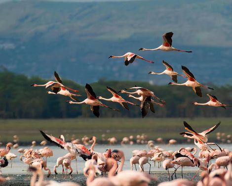 Von wilden Safaris bis zu weißen Stränden