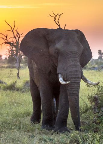 Elefant in Südafrika
