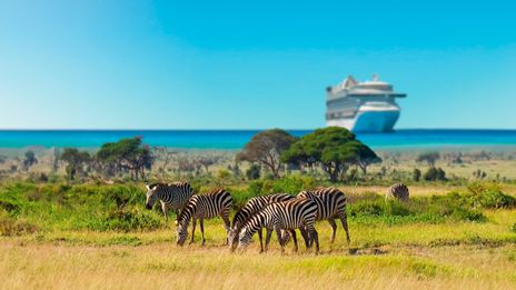 Blick auf Zebras und Kreuzfahrtschiff
