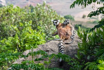Madagaskar