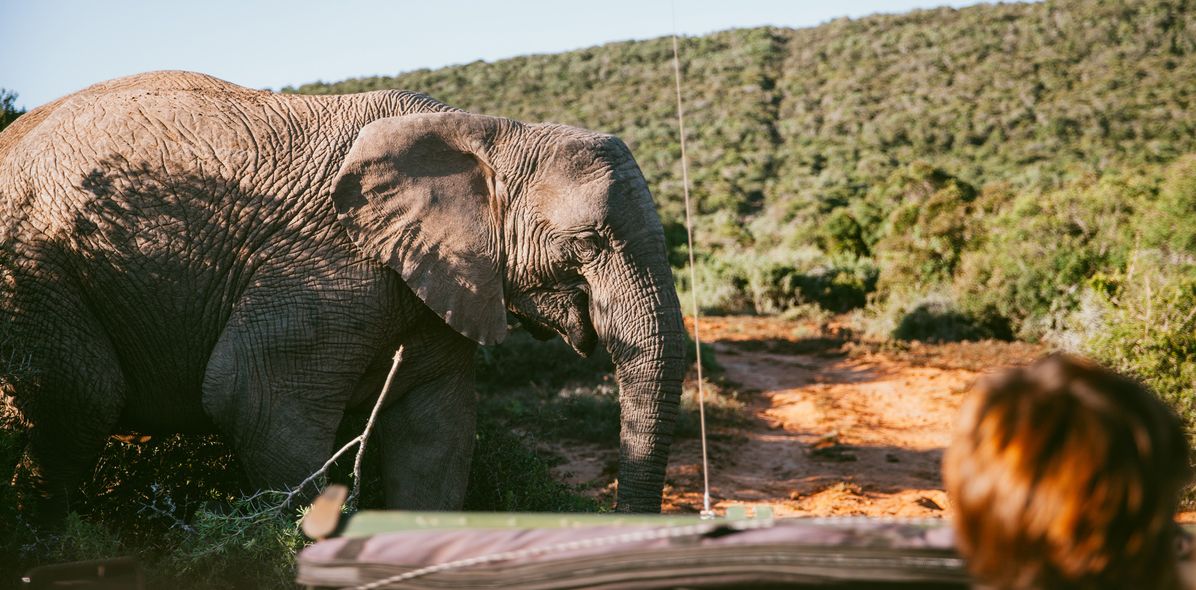 Ein Elefant begegnet Reisenden aus nächster Nähe auf einer Safari durch die grüne Wildnis Südafrikas