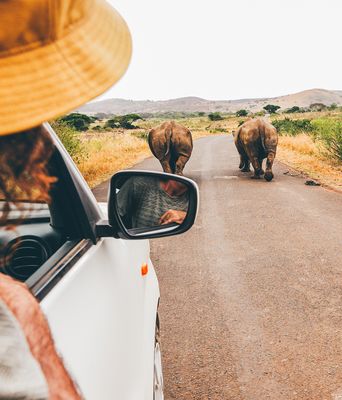 Nahaufnahme von einer Frau  mit Safari-Kleidung, die sich aus einem Autofenster lehnt und Nashörner auf einer Safari beobachtet