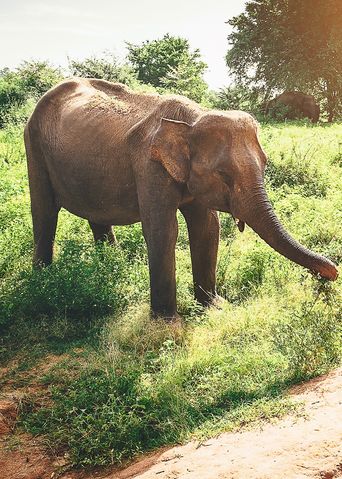 Elefant auf Safari