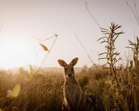 Kreuzfahrt mit der Royal Princess ab/an Sydney inkl. Vorprogramm in Australien/Tasmanien-1