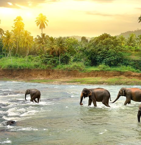 Elefantenherde in Sri Lanka