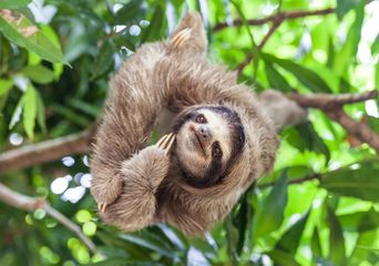 Kletterndes Faultier auf einem Baum in Panama