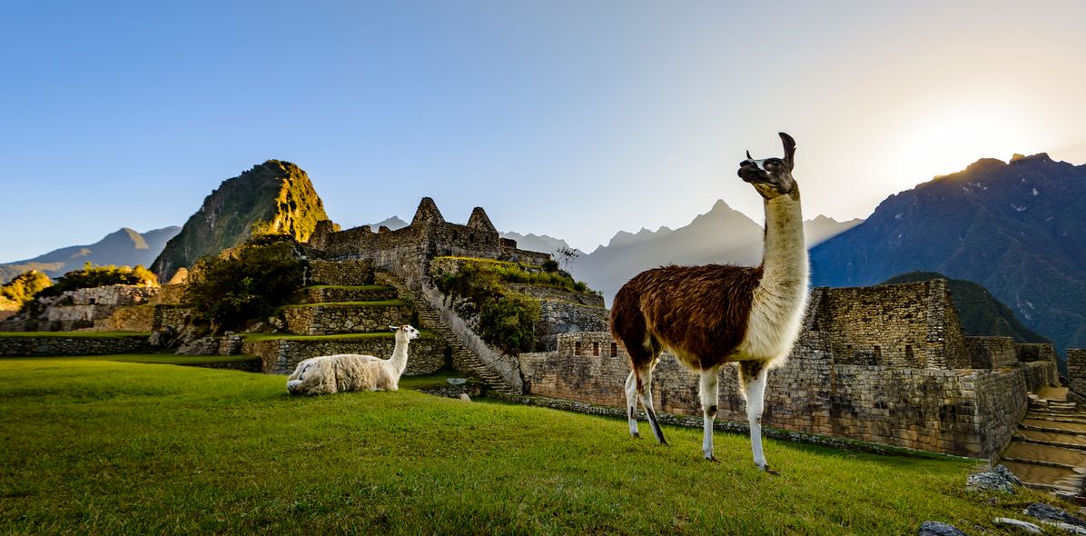 Machu Picchu mit Lamas