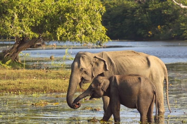 Elefanten im Yala Nationalpark in Sri Lanka