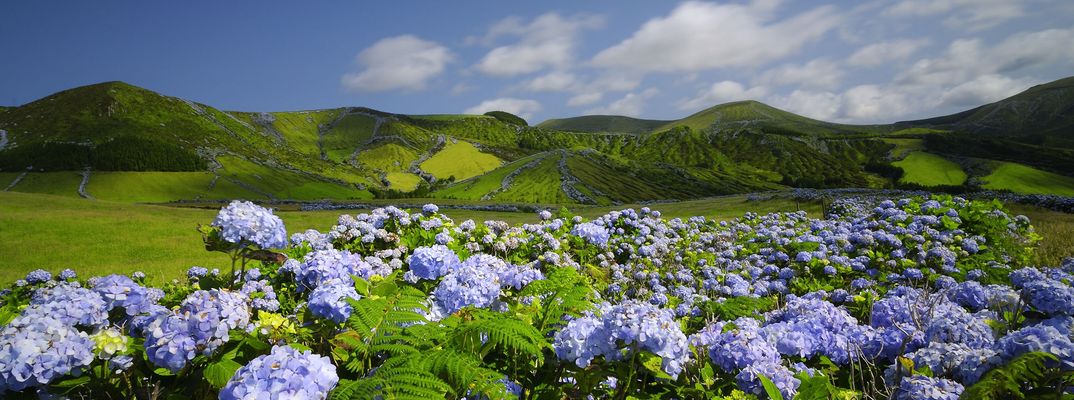 Hortensien auf der Insel Flores