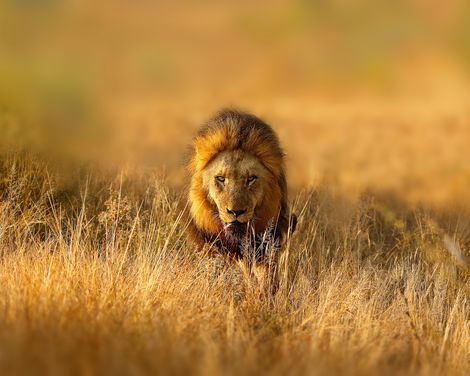 Kreuzfahrt von Durban bis Venedig inkl. Südafrika-Rundreise-0