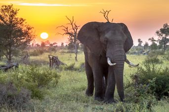 Elefant im Krüger Nationalpark in Südafrika