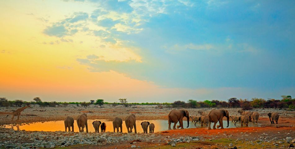 Elefanten an einem Wasserloch im Etosha Nationalpark