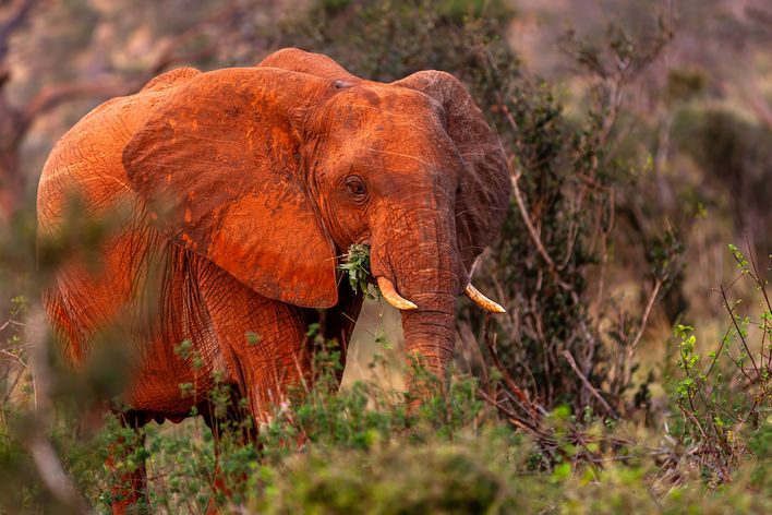 Elefant im Tsavo Ost Nationalpark