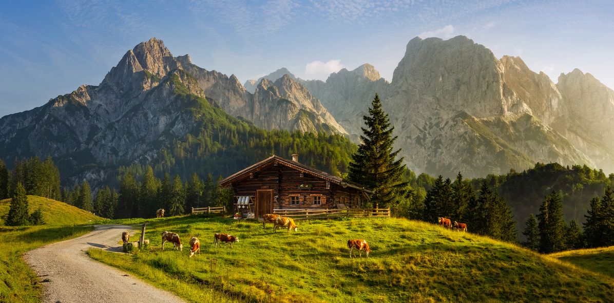 Kühe auf Wiese in der Schweiz
