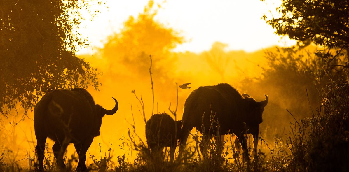 Büffel im Chobe-Nationalpark