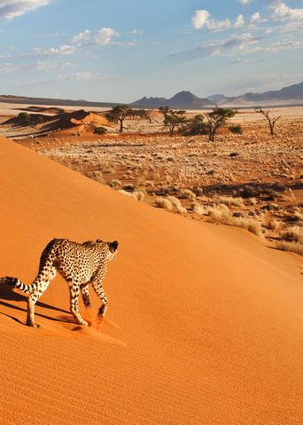 Ein Gepard wandert über eine Sanddüne des Etoscha-Nationalparks in Namibia