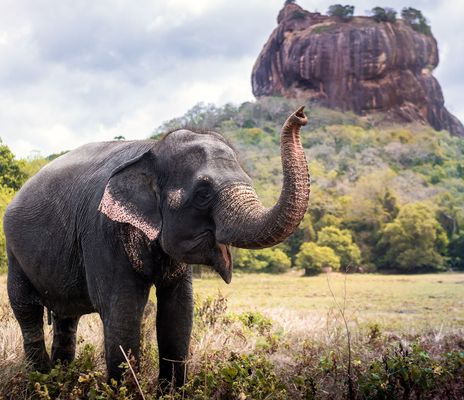 Elefant vor dem Löwenfelsen in Sri Lanka