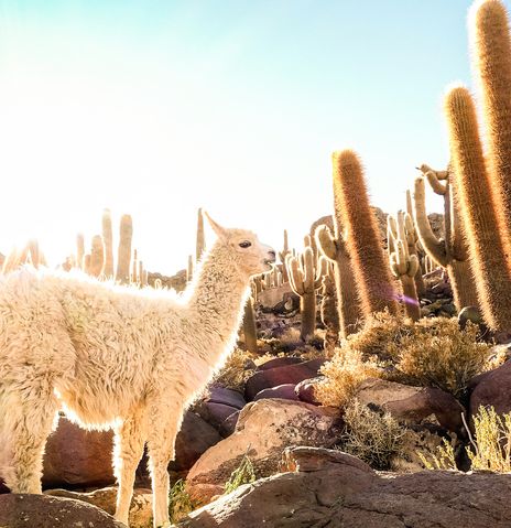 Lama in der bolivianischen Hochebene zwischen Kakteen und weiter Andenlandschaft