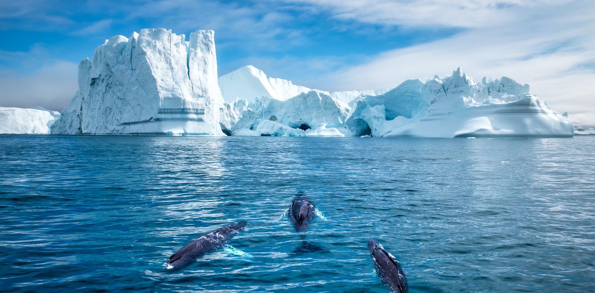 Wale im Meer in Grönland