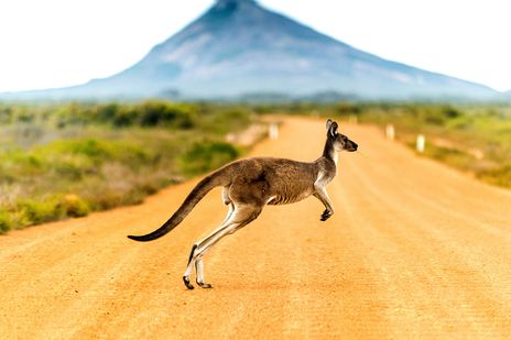 Känguru in Australien
