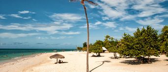 Palme am Strand von Guardalavaca