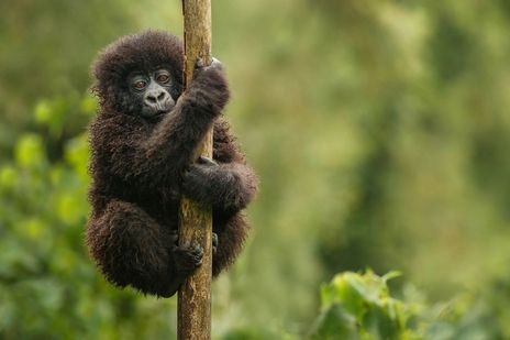 Babygorilla in freier Wildbahn in Uganda