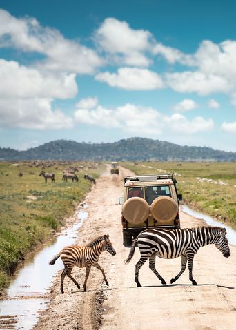 Zebras und Geländewagen in Tansania