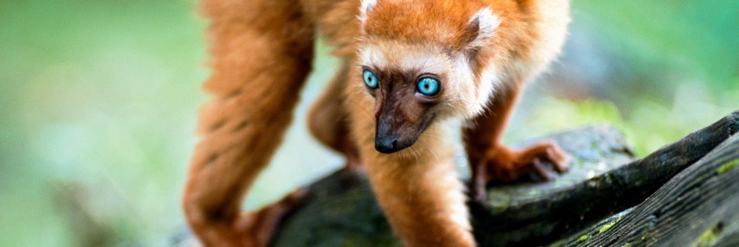 Ein Blauaugenmaki mit leuchtend blauen Augen klettert aufmerksam über einen Ast im grünen Regenwald.