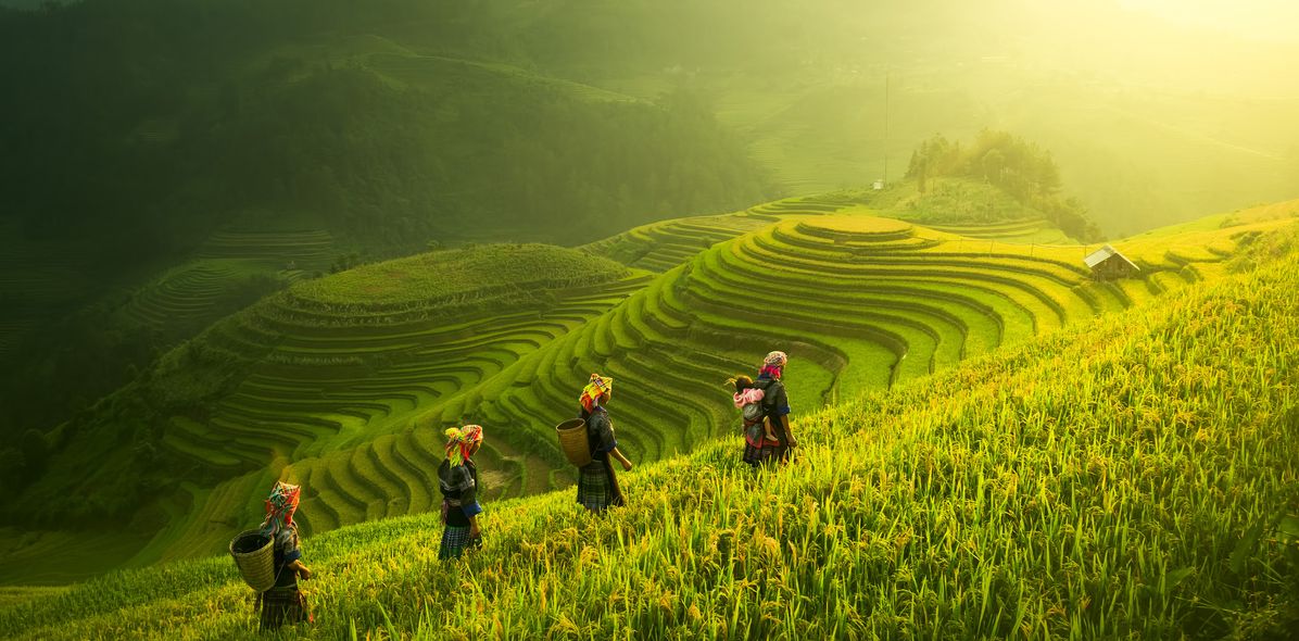 Menschen spazieren durch Reisfelder in Vietnam