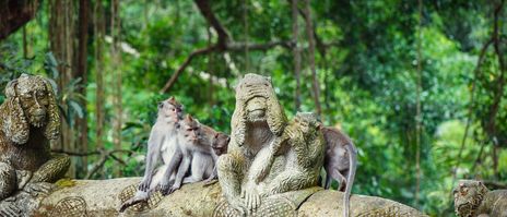 Affen im heiligen Affenwald von Ubud, Bali