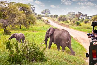 Elefanten bei Safari im Krüger Nationalpark