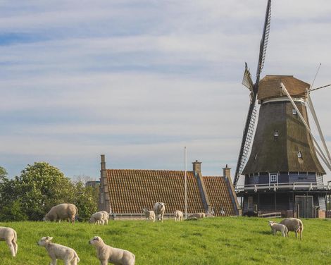 Sail & Bike mit Mare/Wapen/Simmer fan Fryslân ab/an Enkhuizen-3
