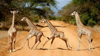 Giraffenherde im Tsavo Nationalpark in Kenia