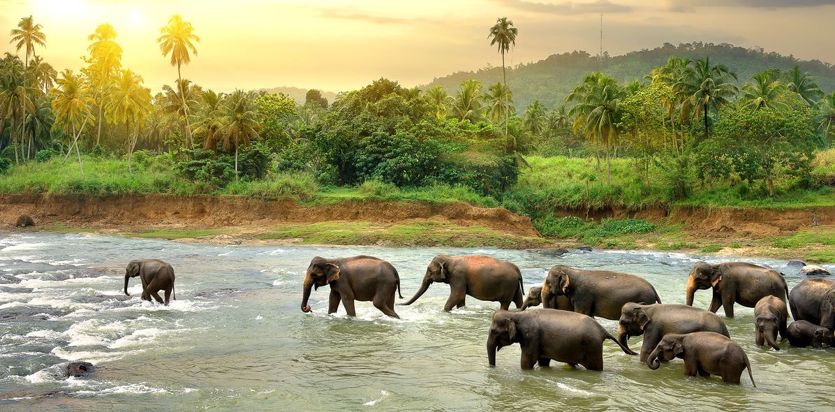Elefantenherde in Sri Lanka